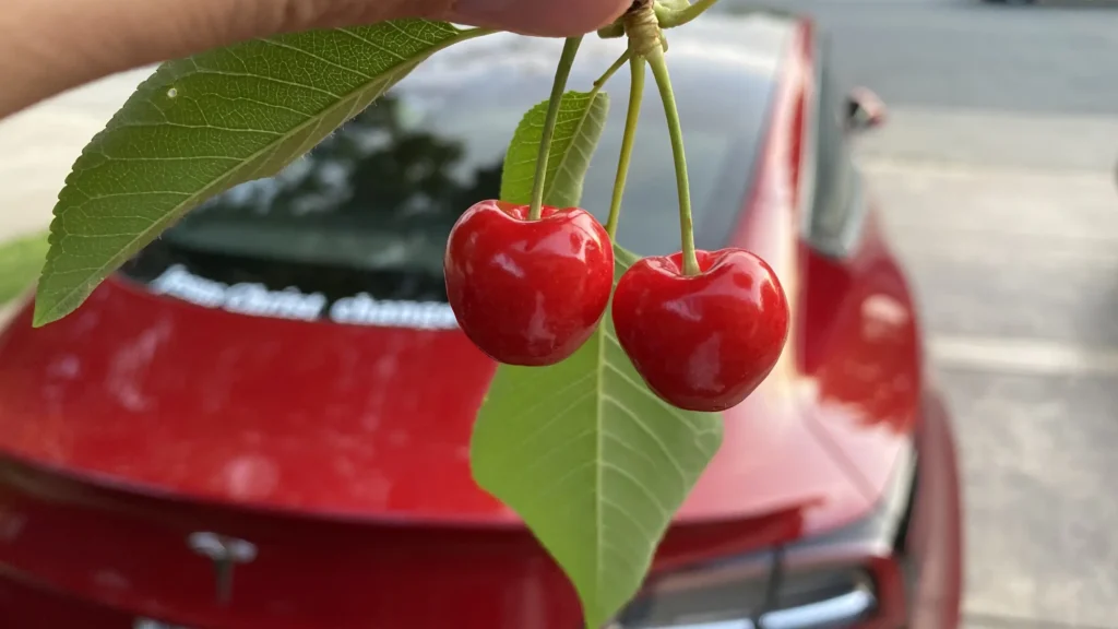 Hand holding two ripe red cherries on a stem with green leaves in front of a red Tesla car.